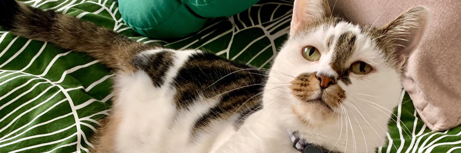 Talia banner
