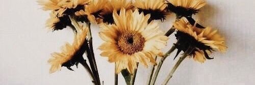 desifazz's profile banner image