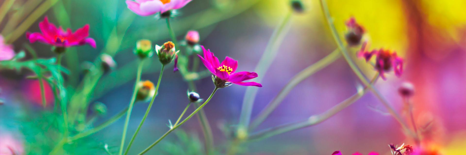 gonul_ala's profile banner image