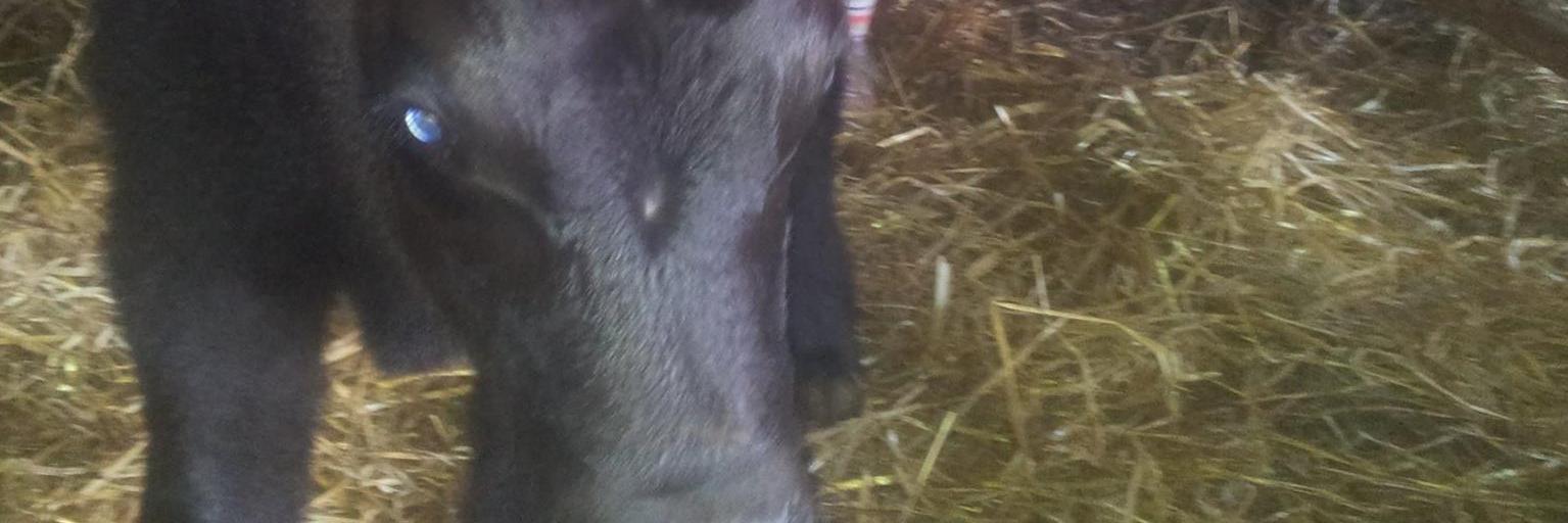 DuncanLivestock's profile banner image