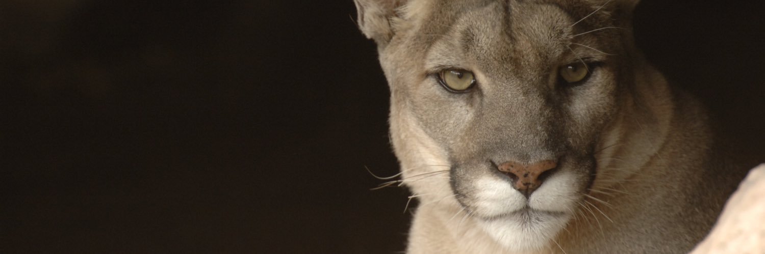 Cyclocat's profile banner image
