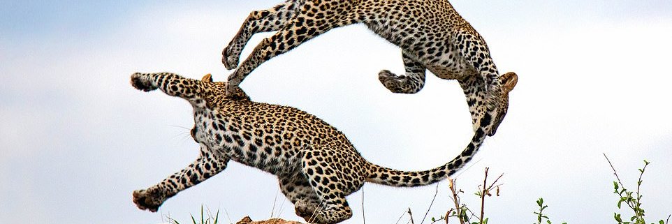 steshh's profile banner image