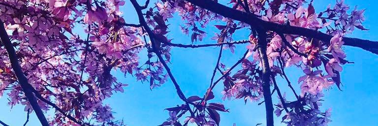 TomminenMaria's profile banner image