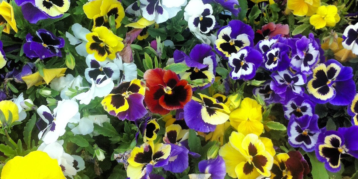 Belmahry's profile banner image