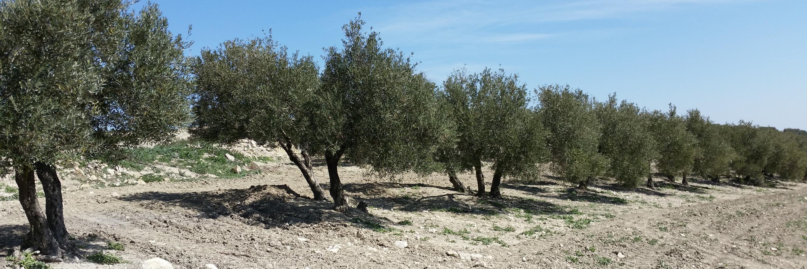 Juan Carlos Ruiz banner