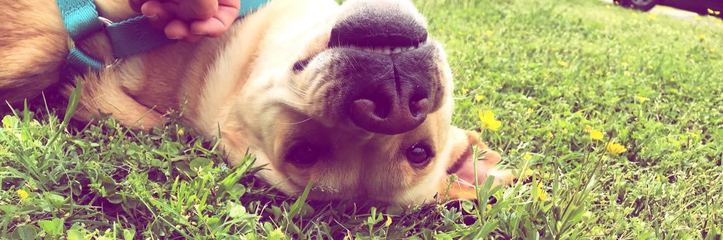 _cattspencer's profile banner image