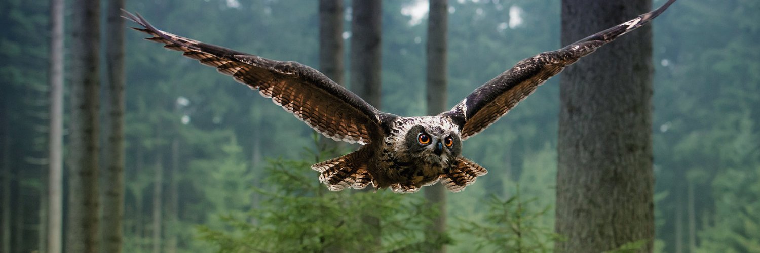 Antal Kabankin banner