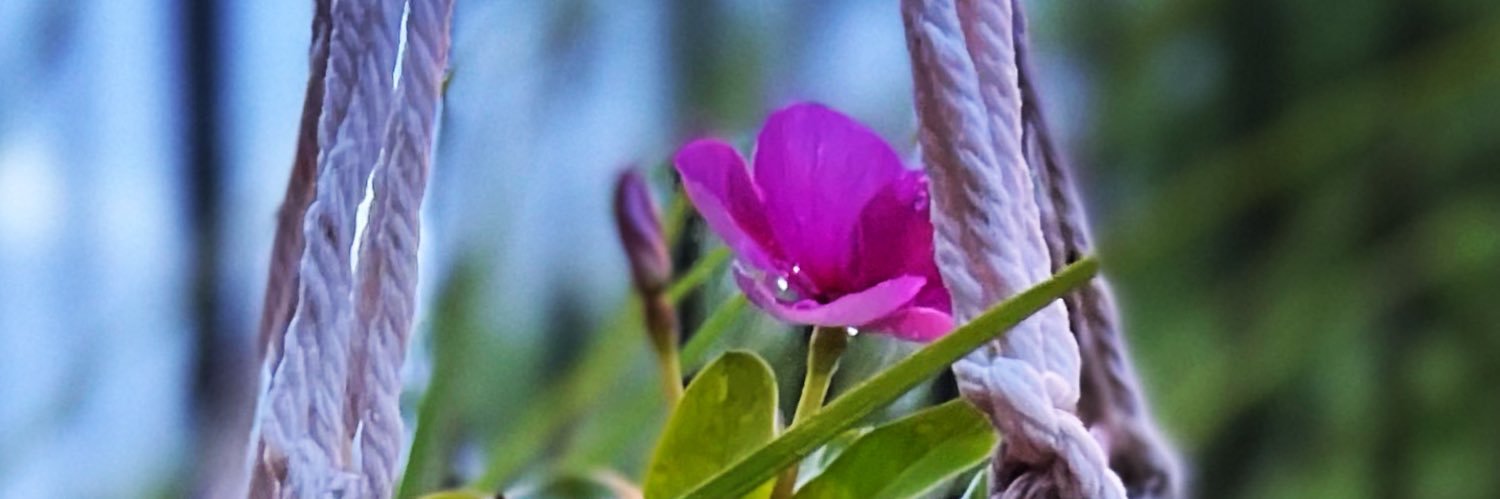 Sheryldh's profile banner image
