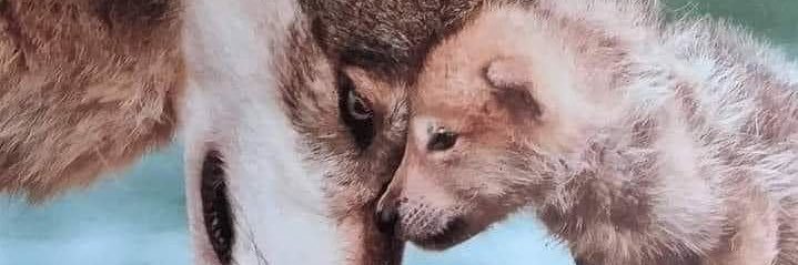 LaaizaBlu®️🇮🇹 banner