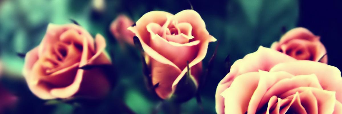 spinbird78's profile banner image