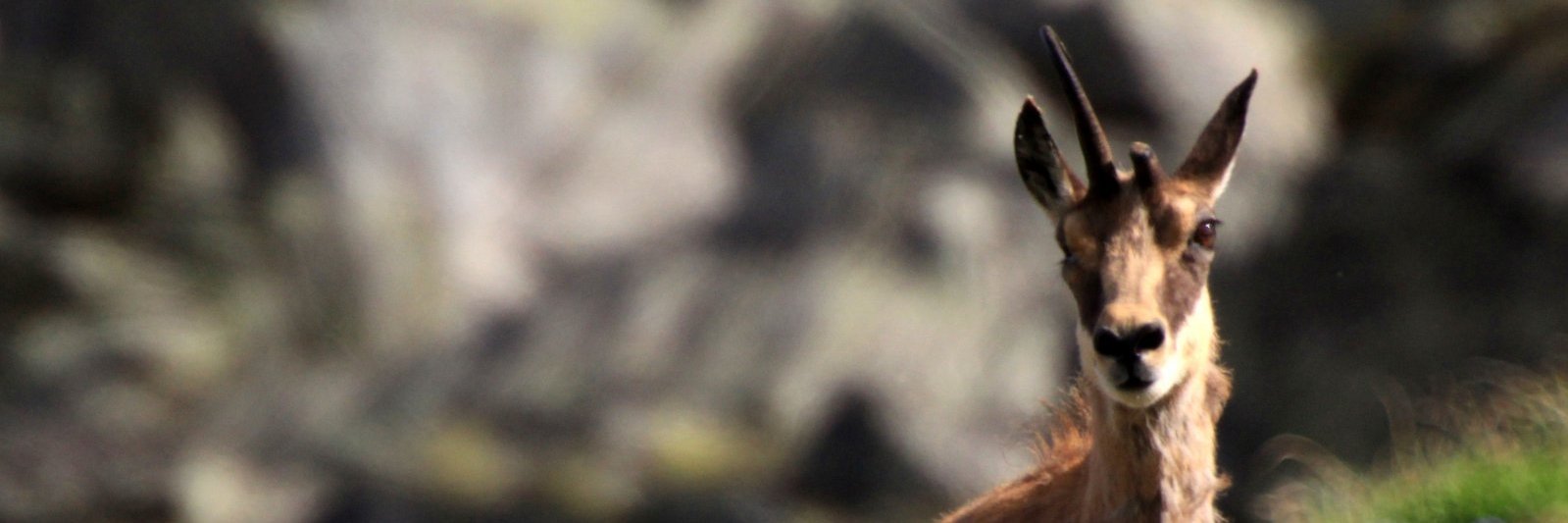 Grzegorz Strzelczyk banner