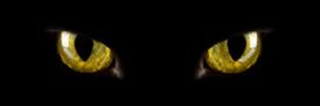 Don Gatito ∑:3 banner