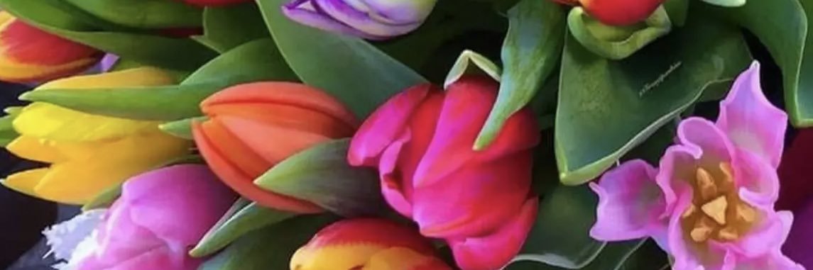 Livingincolour banner