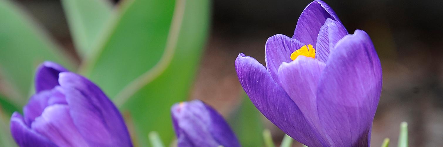 Sun Chron NAttleboro banner