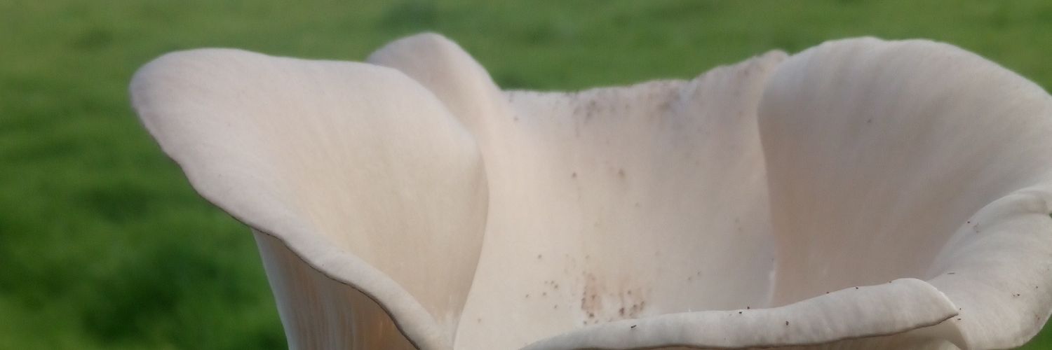 crossgreenman's profile banner image
