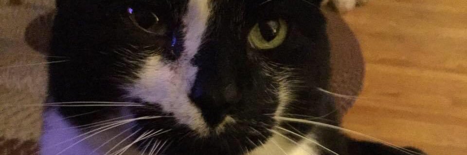 fluffyrosetta's profile banner image