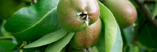 Sakrac Profile Banner