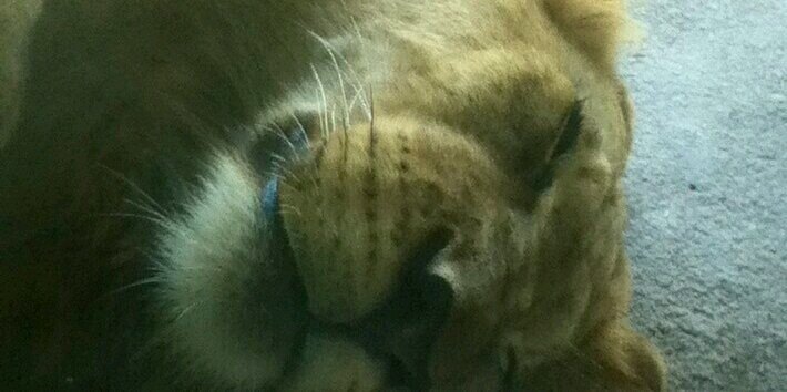 pjcribbin's profile banner image