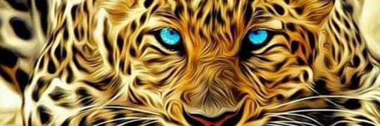 majed_madman's profile banner image