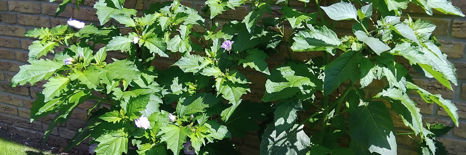 Ada Nolet 🌱🍷🌝✨️ banner