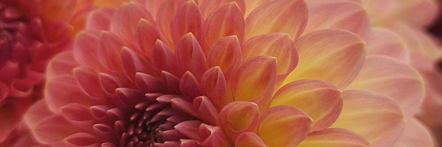 _ChloeMusic's profile banner image