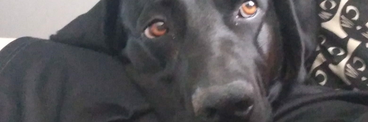 ¡¡GonzoAnimal banner