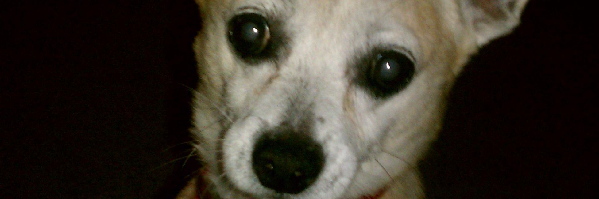 RProvost1's profile banner image