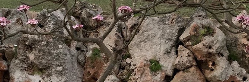 Sunny Boudreau banner