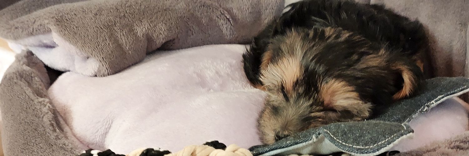 SofyTiseraaa's profile banner image