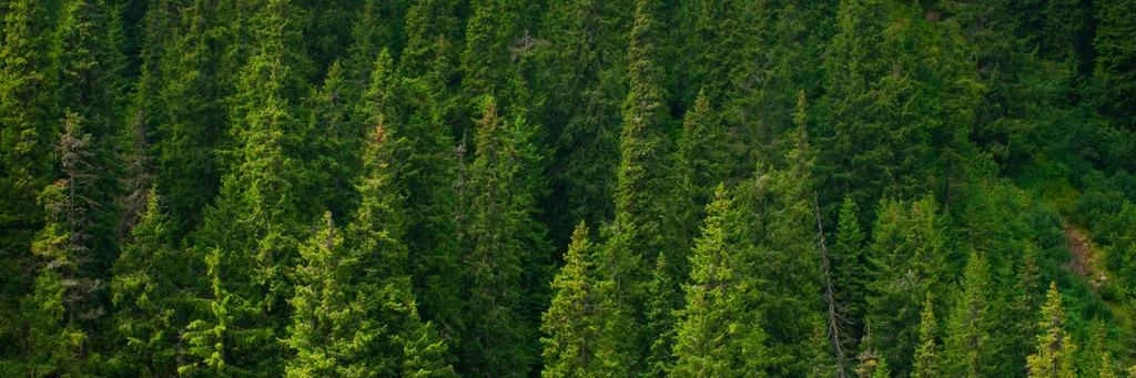 ConeForest69's profile banner image