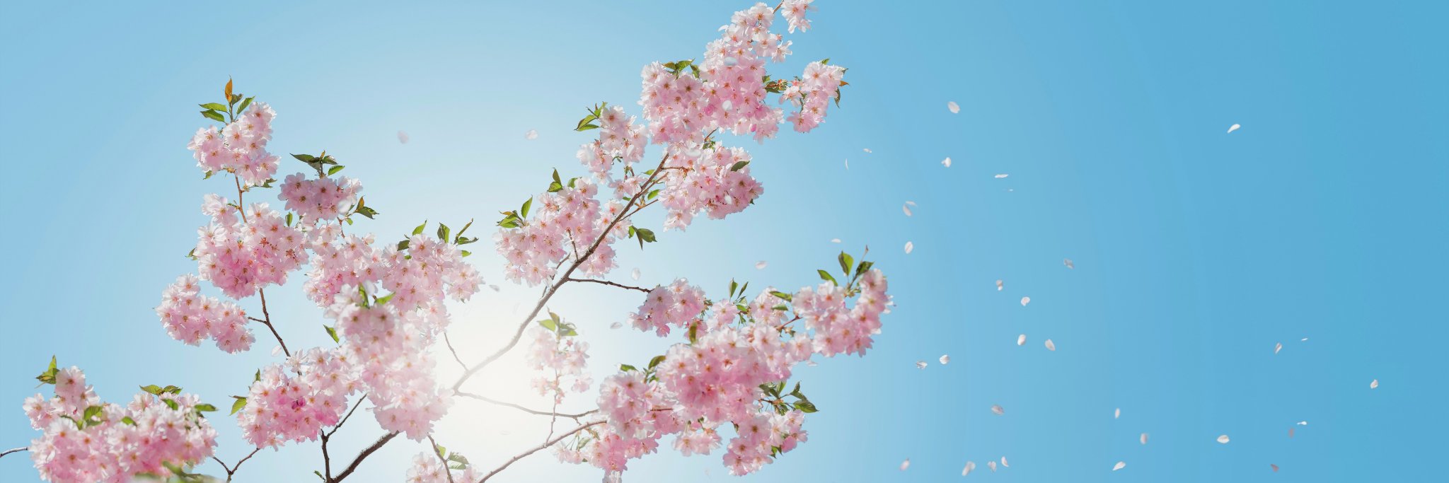 xzx banner