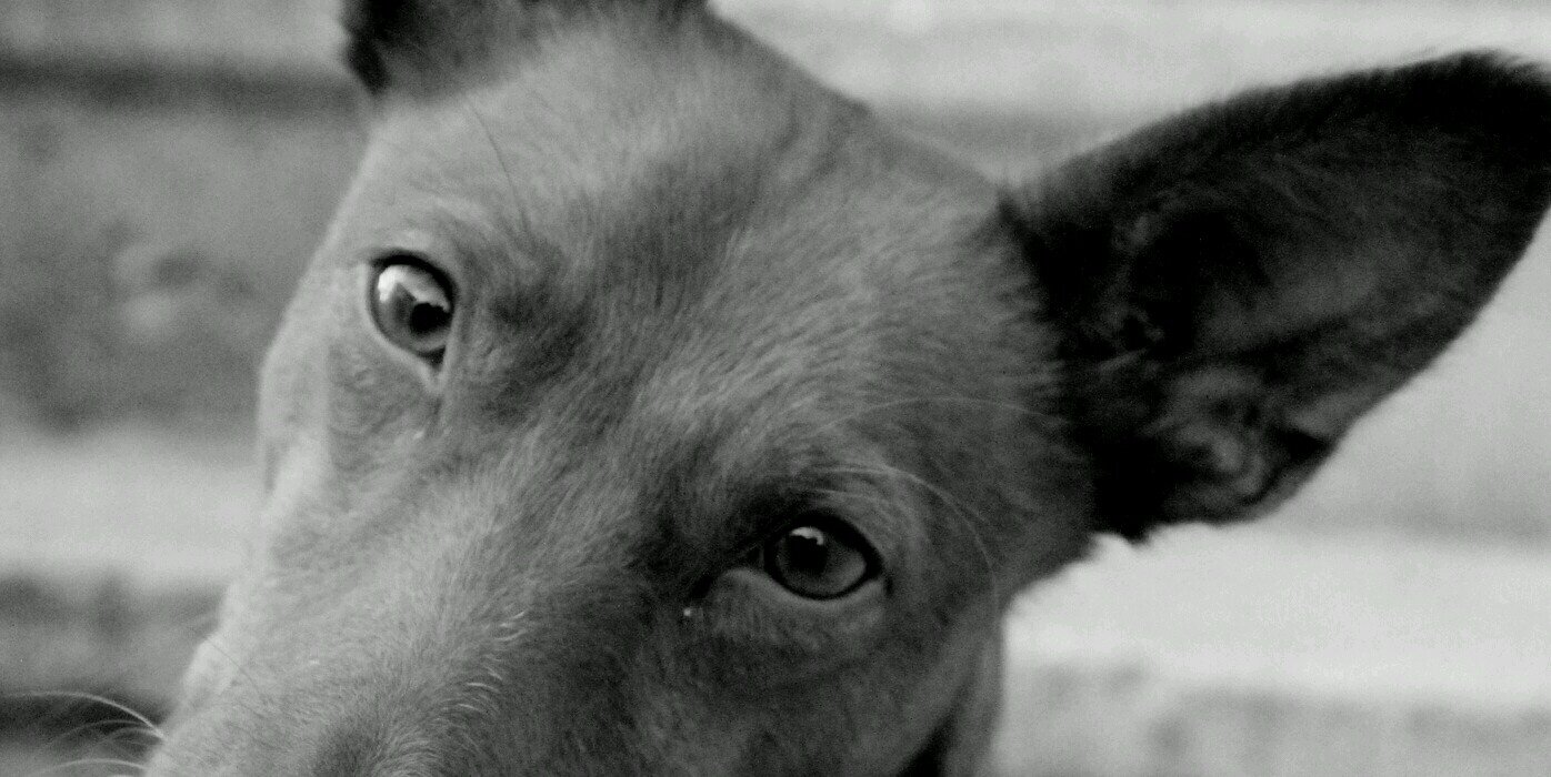 5_bicho's profile banner image
