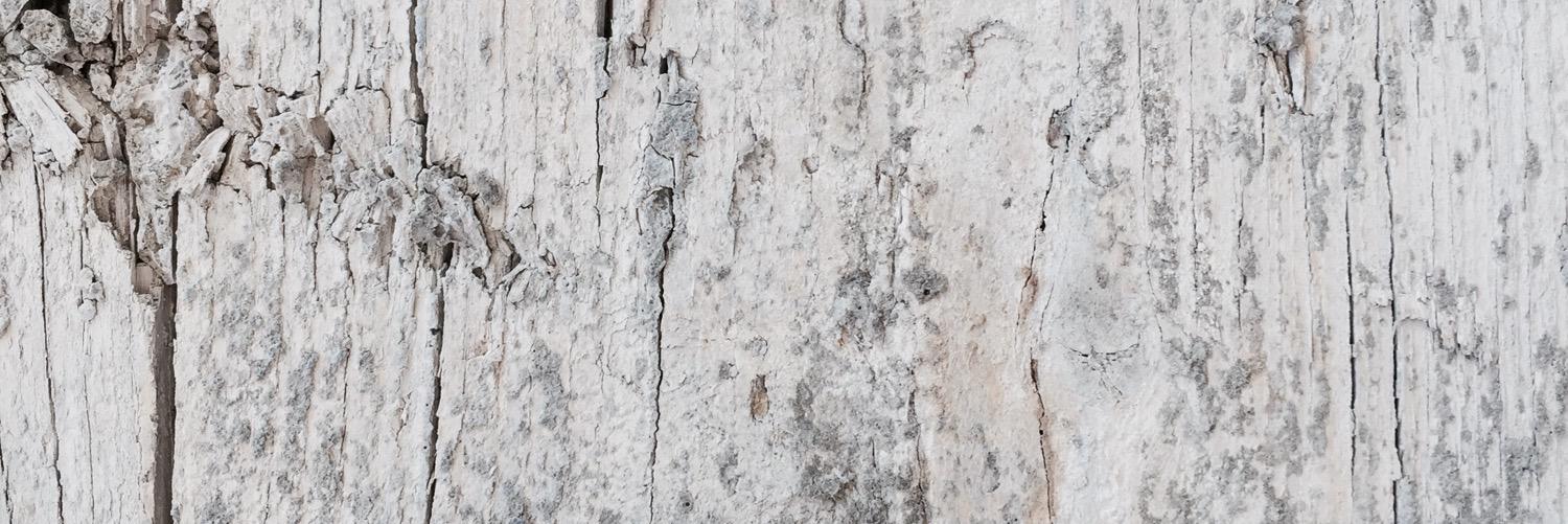 Ana Monteagudo banner