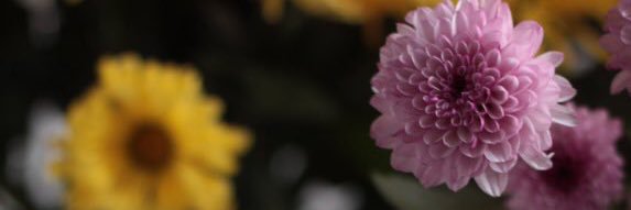 biona2010's profile banner image