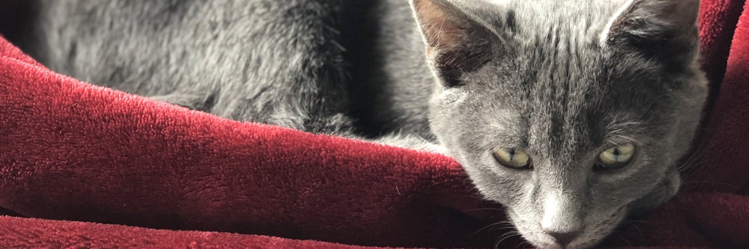 HannahNBee's profile banner image