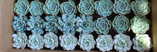 thelizdavid Profile Banner