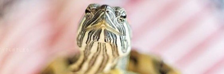 76snapshot's profile banner image