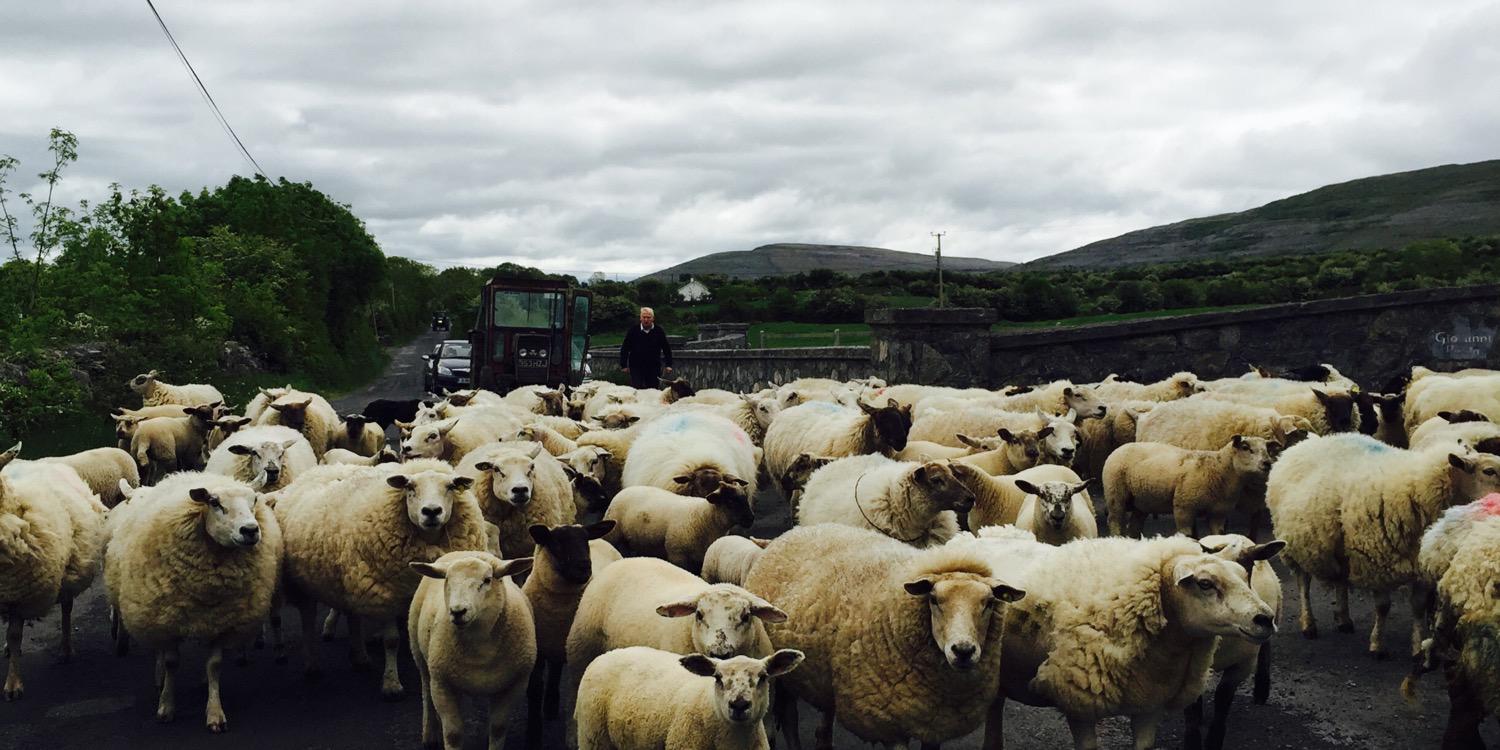 Bruce Renwick banner