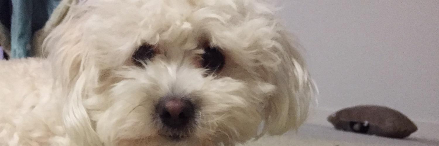 LHoleShoe's profile banner image