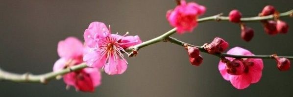 ♛𝑳𝒐𝒖𝒓𝒅𝒆𝒔♛ banner