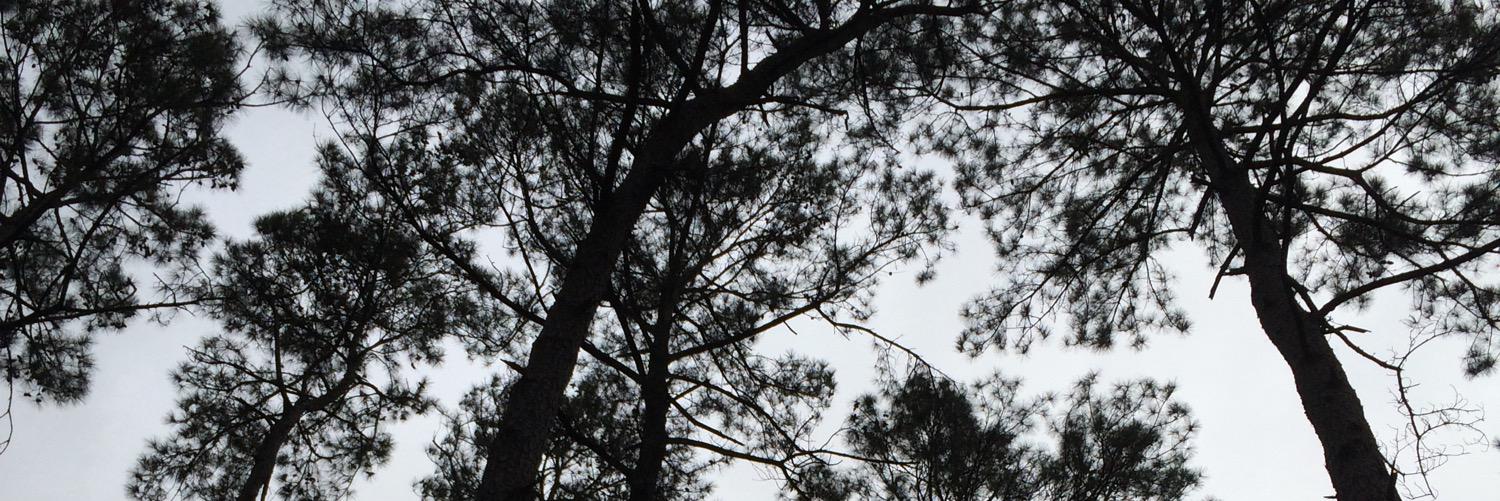 corey_meza's profile banner image
