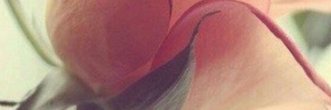 Shayymmaa's profile banner image