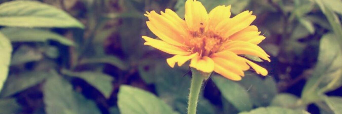 CesiaLopez_'s profile banner image