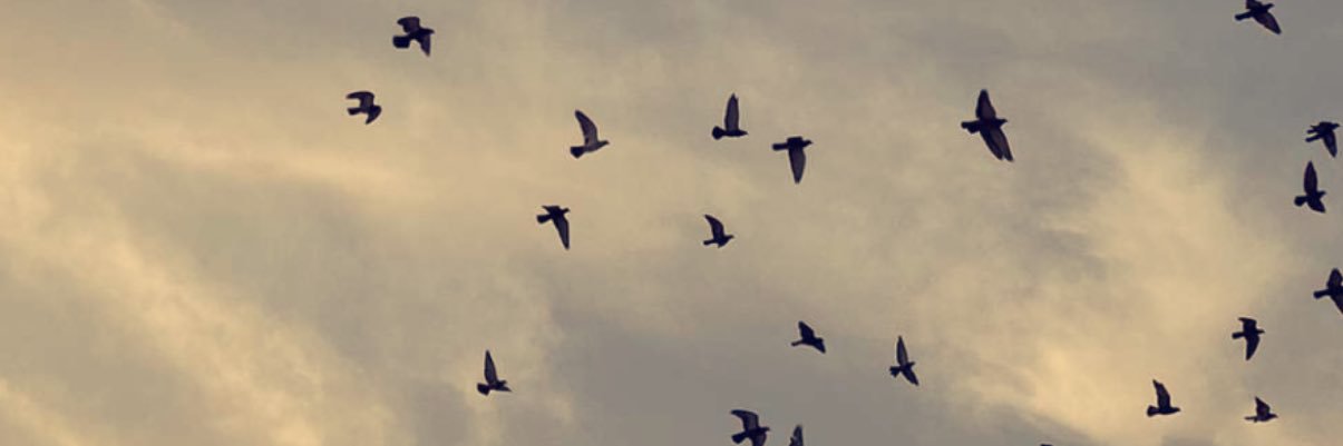nada_32's profile banner image