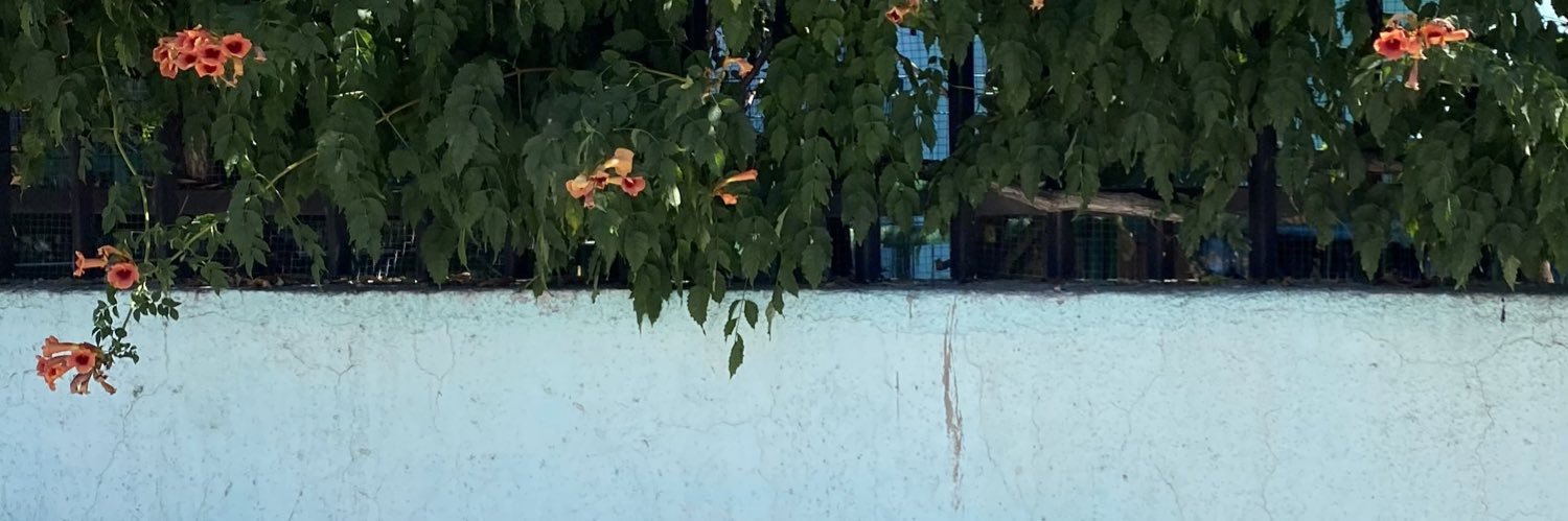 Miss Deli✖️ banner