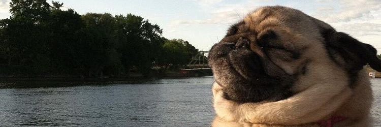 fuckyougonzo's profile banner image