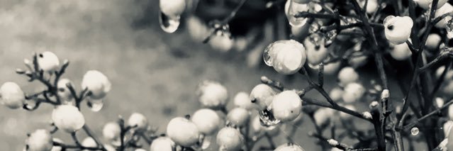 MerrimanRuth's profile banner image