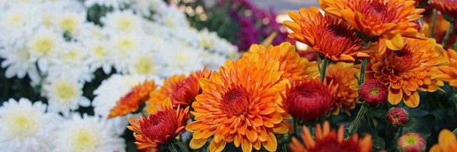 Rosehill Gardens banner