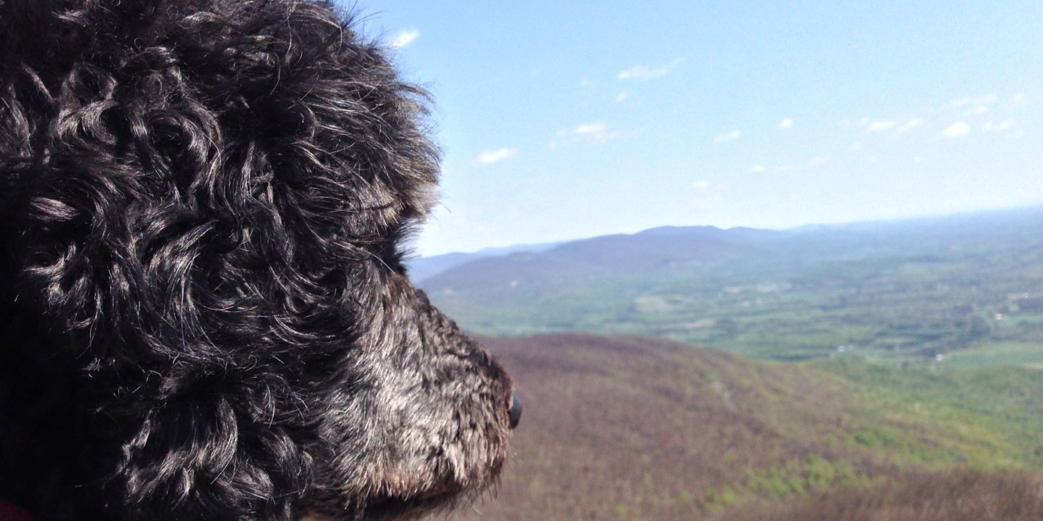 HadleyZeavin's profile banner image