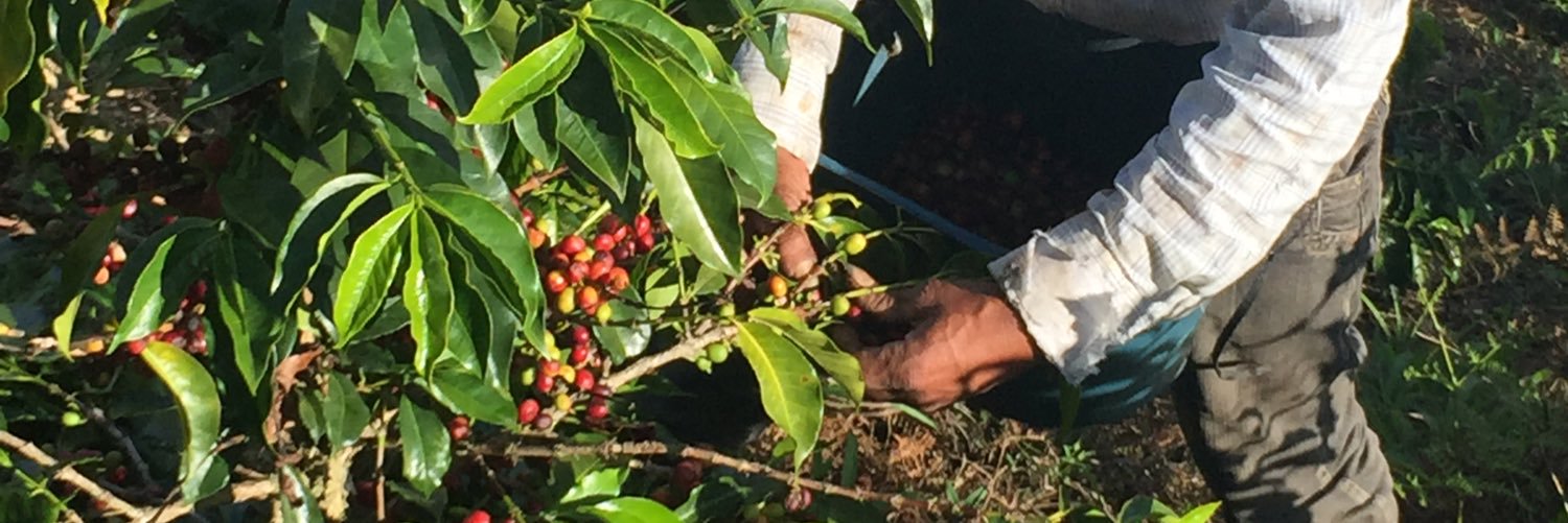 inconexuscoffee's profile banner image
